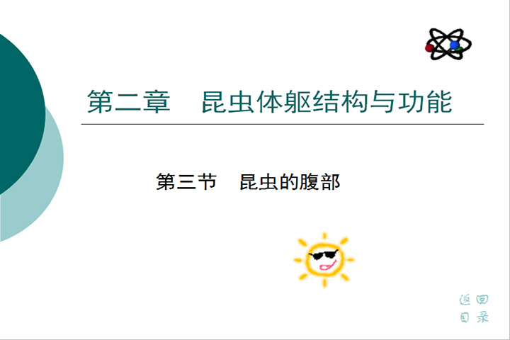 第三节　昆虫的腹部